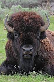 Bull Bison 8203b Buffalo Animal Buffalo Pictures Majestic Animals