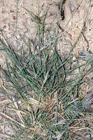 Image result for Hubbardochloa gracilis