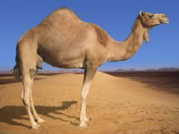 Some animals have adapted in unique ways to survive in hot climates. Adaptations Of A Camel