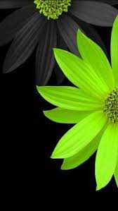 Pin By Marybeth Williams On Birthday Greetings Beautiful Flowers Wallpapers Flower Wallpaper Floral Wallpaper