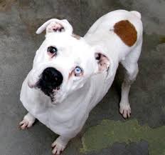 Washington Nc Jackson 10 Year Old Neutered Special Needs Boxer In Shelter After Owner Passed He Is Super Friendly And Dog Adoption Pet Adoption Boxer Dog
