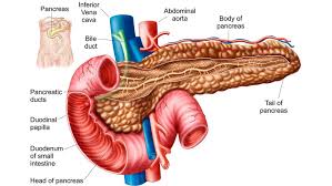 Learn why pancreatic cancer has long foiled effective treatments — and why this could soon change. Why Is Pancreatic Cancer So Deadly Howstuffworks