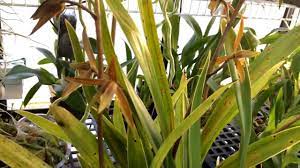 Cymbidium Care Growing Chinese Cymbidiums Asian Cymbidium Ensifolium In Full Bloom Plants Artificial Plants Orchid Plants