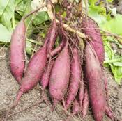 Why do internodal segments of sugar cane fail to propagate vegetative even when they are in contact with damp soil? Vegetative Propagation Introduction Natural Methods Videos Questions