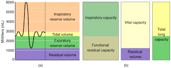 Respiratory Rate And Control Of Ventilation By Openstax