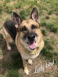This is a very athletic and energetic breed, so if you live in a small home, it will be vital to make sure that your dog gets lots of exercise and time outside. Dog For Adoption Ladybird A German Shepherd Dog Mix In Valparaiso In Petfinder