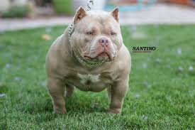 Santino