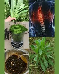 🌿 El poder de la savia de la lechuga silvestre La lechuga silvestre  (Lactuca virosa), conocida como “lechuga de opio”, guarda en su savia  blanca —el lactucarium— un secreto usado durante siglos: