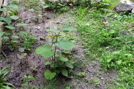 We did not find results for: Poelven Heeft Last Van Japanse Duizendknoop De Castricummer