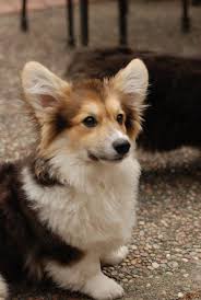 Maddi The Corgi Corgi Corgi Dog Cute Corgi