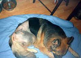 2 quali fattori sono associati alle malattie autoimmuni nei cani? La Ciclosporina Per Cani Effetti Collaterali E Benefici