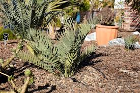 Image result for Encephalartos ngoyanus
