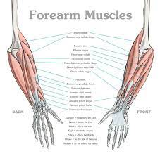 Hammer curls (in which the palms face each other) actually train both the biceps and the forearms and are good bridge between biceps and forearm exercise. Proko How To Draw Forearms Anatomy For Artists Anatomy For Artists Forearm Anatomy Human Anatomy Drawing