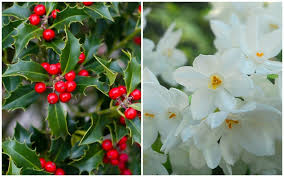 Birth Month Flowers Holly Narcissus December December Birth Flower Birth Month Flowers Month Flowers