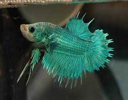 Maybe you would like to learn more about one of these? Why Did My Betta Fish Die Suddenly 17 Common Reasons Betta Care Fish Guide