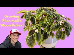 Image result for Grewia mollis