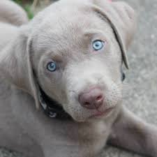 Lankas labs is an experienced pointing silver lab puppy breeder and one of the only breeders providing this unique color for gundogs. Silverwater Labs Home Facebook