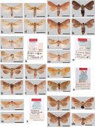 Image result for Cyperus aterrimus