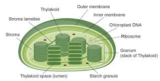 Check spelling or type a new query. Animal Vs Plant Cells Similarities Differences Chart And Examples Rs Science