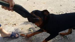Rottweiler 7 Aylik Cene Gucu Youtube