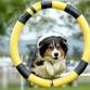 Lost Coast Kennel Club Dog Agility Weekend
