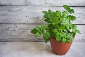 Within a week, you'll see roots beginning to emerge. How To Grow Mint Kids Do Gardening