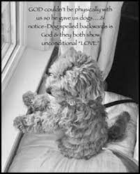Maltipoo Facts Hollywood Puppy Palace Maltipoo Toy Poodle Puppies Puppy Palace