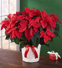 A Classic Poinsettia Centerpiece Is The Perfect Way To Complement Your Holiday Decor Poinsettia Plant Christmas Flowers Christmas Floral Arrangements