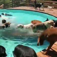 The Ultimate Pool Party For Shelter Dogs Video Cute Dogs Cute Animals Cute Baby Animals