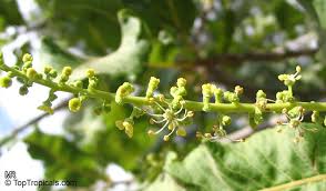 Image result for Pappea capensis