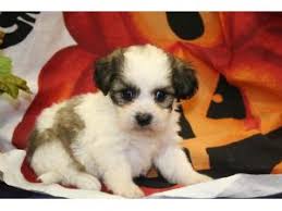 Browse thru our id verified puppy for sale listings to find your perfect puppy in your area. Havanese Puppies For Sale