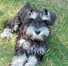 Sydney The Miniature Schnauzer Hmmm Does My Family Need An Addition Schnauzer Breed Schnauzer Puppy Miniature Schnauzer