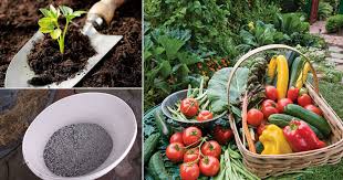 Most naturally occurring soil contains sufficient nitrogen for plant growth, but if you're using a large. 10 Organic Fertilizer For Vegetable Seedlings India Gardening