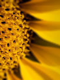 Girassol Sol Flores Frases Urbanarts O nome é derivado do formato de sua inflorescência. girassol sol flores frases urbanarts
