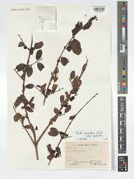 Image result for Feretia