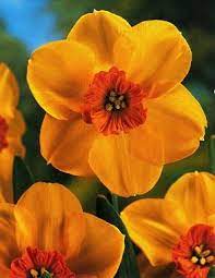 Ambergate Daffodils Daffodil Bulbs Birth Flowers