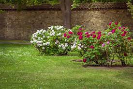 Falls jemand plant eine prachtvolle pfingstrose an einen anderen standort im garten umzusetzen, sei hiermit davor gewarnt, daß sie dann ihre pracht verlieren wird. Pfingstrosen Umpflanzen Standort Zeitpunkt Plantura