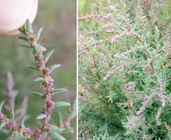 Image result for Suaeda articulata
