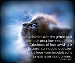 Christian Bobin Citation Animaux Citation Heureux Citation