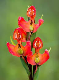 Image result for Disperis dicerochila