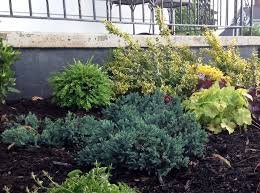 Garden » plants » perennials » new 2019 perennials & shrubs (the best new plants for 2019). Evergreen Shrubs The Most Important Part Of Your Mixed Border Evergreen Shrubs Perennial Garden Plans Garden Shrubs