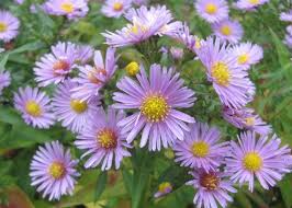 100 Heart Leaved Aster Cordifolius Blue Wood Aster Flower Etsy Aster Flower Blue Plants Flower Seeds