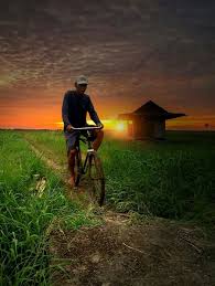  Pulang Dari Sawah Kehidupan Pedesaan Fotografi Pemandangan