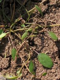 Image result for Limosella maior