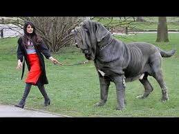 Steve cox has been interested in neapolitan mastiffs. Neapolitan Mastiff Information Neapolitan Dog Breed Free Puzzle On Newcastlebeach 2020