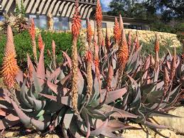 Image result for Aloe ribauensis