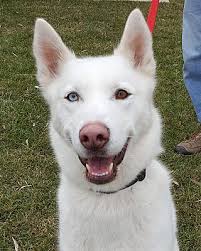 Get directions view our pets. Grayslake Il Siberian Husky Meet Bolt A Pet For Adoption