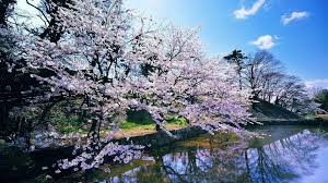 Download, share or upload your own one! 10 Top Free Early Spring Desktop Wallpaper Full Hd 1080p For Pc Background Spring Flowers Wallpaper Spring Wallpaper Cherry Blossom Wallpaper