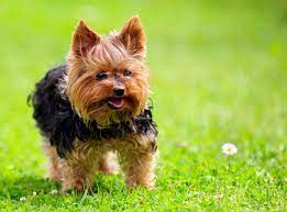 Yorky terrier yorshire terrier yorkshire terrier haircut yorkshire terrier puppies dog elegant, extremely cute and glamorous of all dog breeds, yorkshire terriers are the style icon of the all the. 50 Damn Cute Yorkie Haircuts For Your Puppy Hairstylecamp