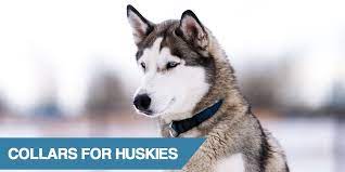 A dog collar should be snug enough to fit 2 fingers between the dog´s neck & their collar (c). 5 Best Collars For Husky Dogs 2021